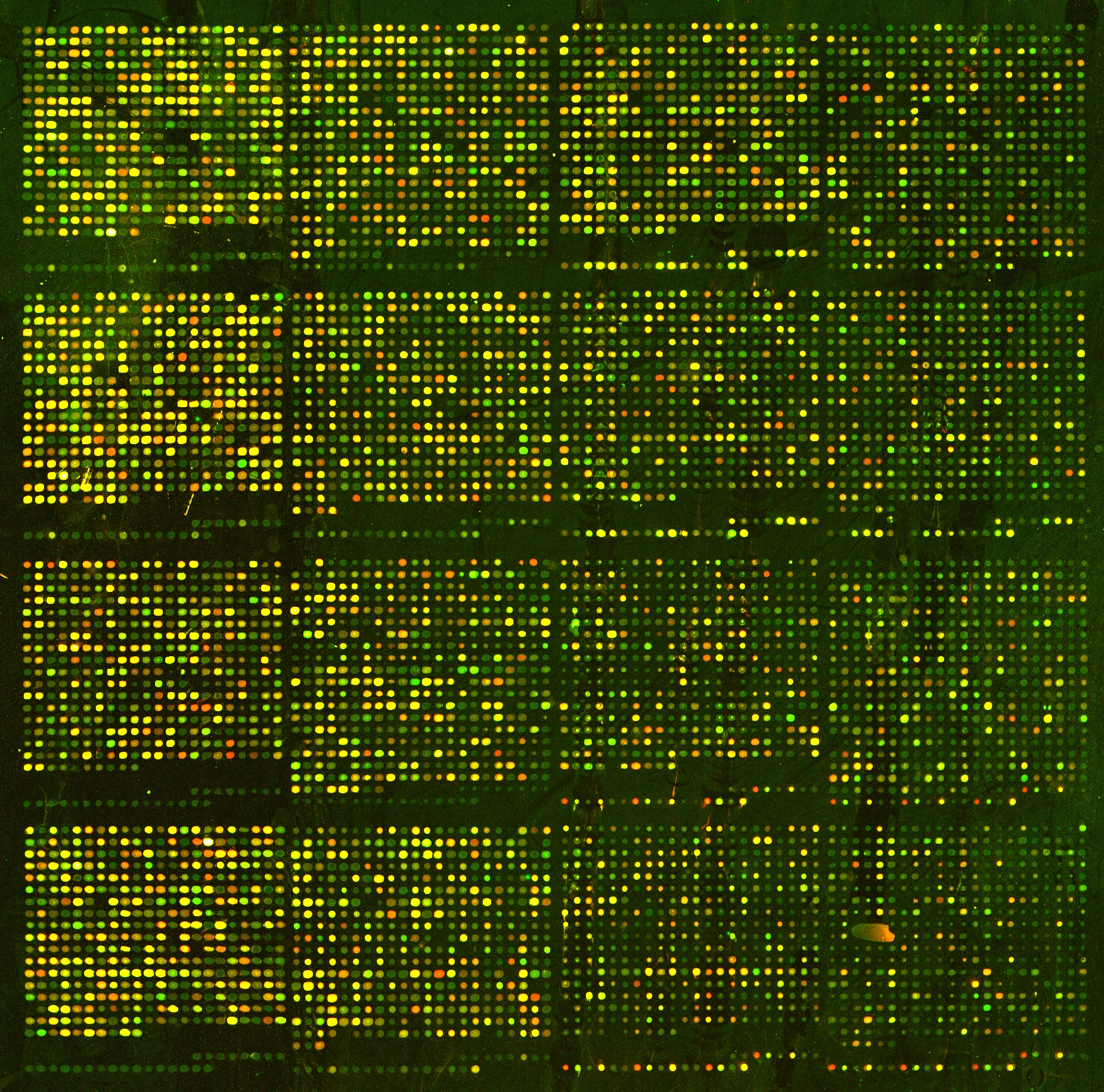 Image is a grid of red, yellow, and green dots.  Each dot represents a gene, and the color or fluorescence estimates the amount of gene activity.